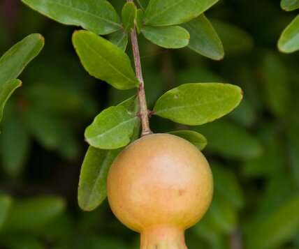 _DSC0002 Pomegranate.