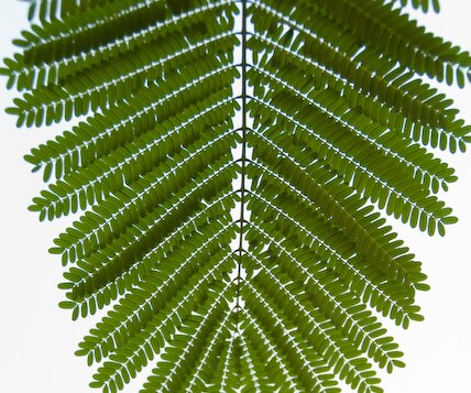 _DSC0003 Jacaranda leaf.