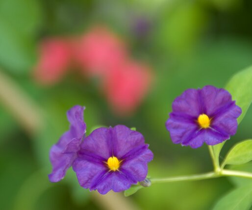 _DSC0007 Flowers at the Althea Beach hotel.