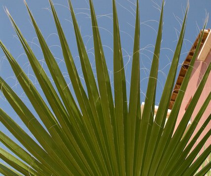 _DSC0008 Palm leaf.