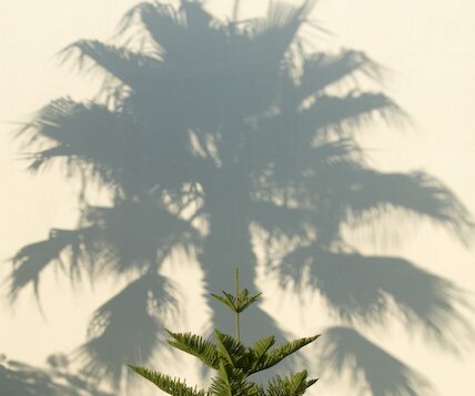 _DSC0009 Shadow and tree.