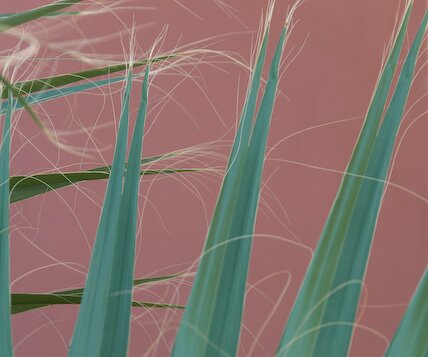 _DSC0010 Palm leaf.