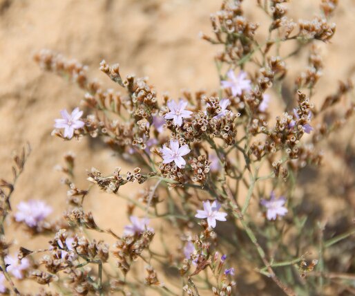 _DSC0026 Flowers.