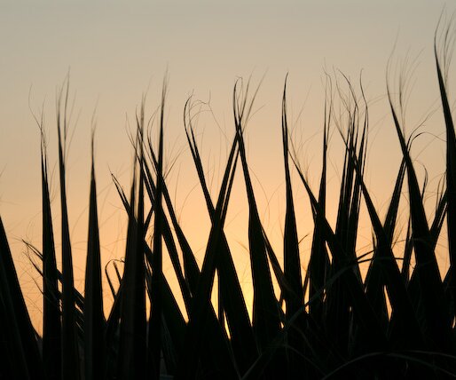 _DSC0042 Palm leaves at sunset.