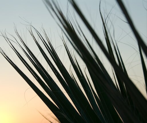 _DSC0043 Palm leaves.