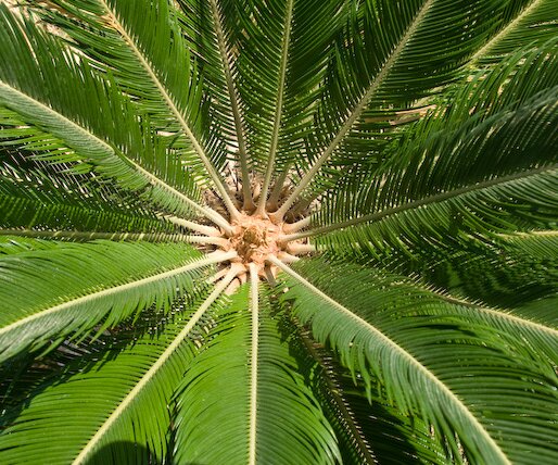 _DSC0076 Palm tree as seen from above.