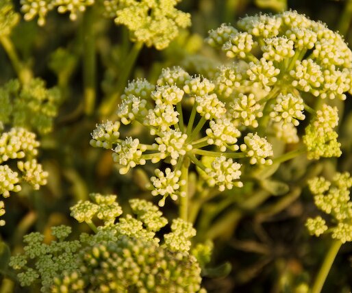 _DSC0088 Flowers at the sea caves area.