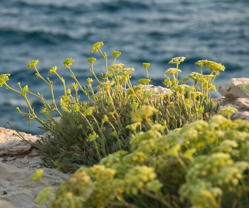_DSC0091 Flowers at the sea caves area.
