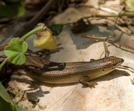 _DSC0093-2 Lizard at the hotel.