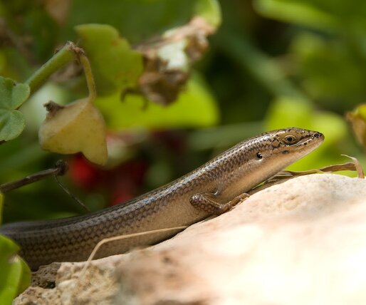 _DSC0098 Lizard at the hotel.