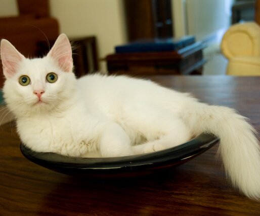 _DSC0015 Daisy in her favorite Kosta Boda bowl in my brother's house in Lemesos.