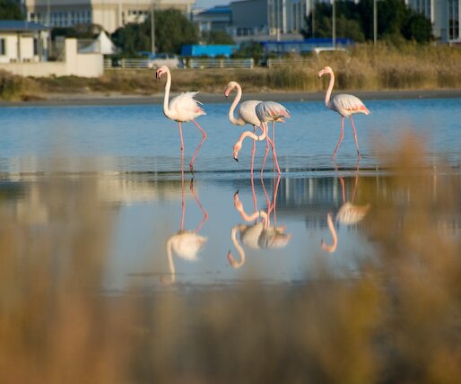 _DSC0041 Flamingos at the salt lake in Larnaca, close to the airport.