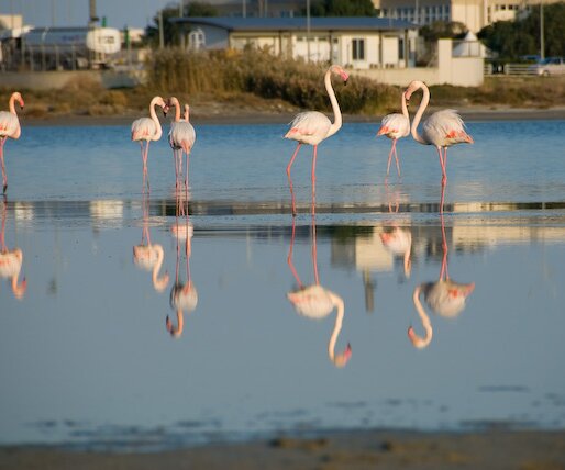 _DSC0043 Flamingos at the salt lake in Larnaca, close to the airport.