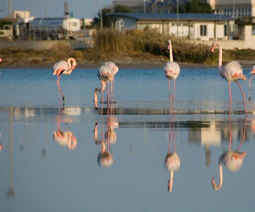 _DSC0044 Flamingos at the salt lake in Larnaca, airport buildings in the background.