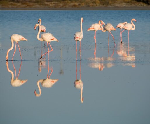 _DSC0045 Flamingos in the salt lake in Larnaca.