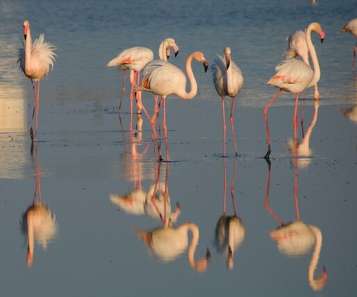 _DSC0046 Flamingos in the salt lake in Larnaca.