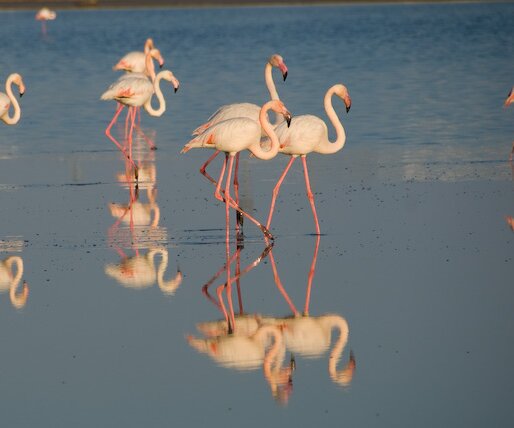 _DSC0047 Flamingos in the salt lake in Larnaca.
