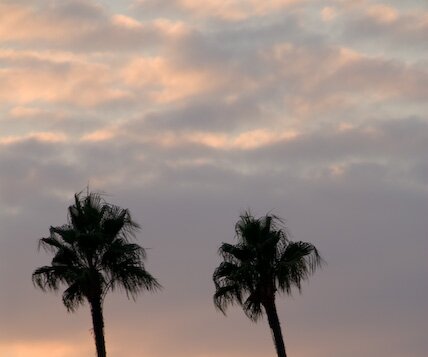 _DSC0061 Palm trees in the pale light of a winter afternoon.