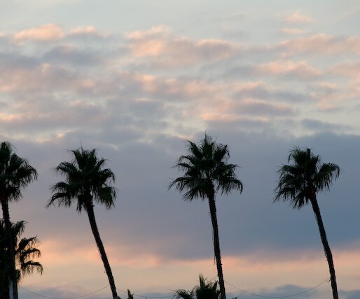 _DSC0064 Palm trees in the pale light of a winter afternoon.