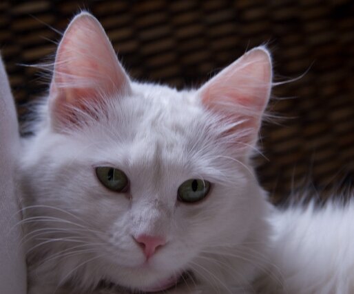 _DSC0034 Daisy, my brother's family cat.