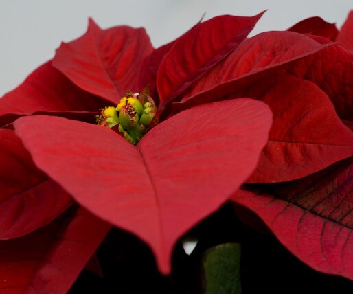 _DSC0006-2 Flower.