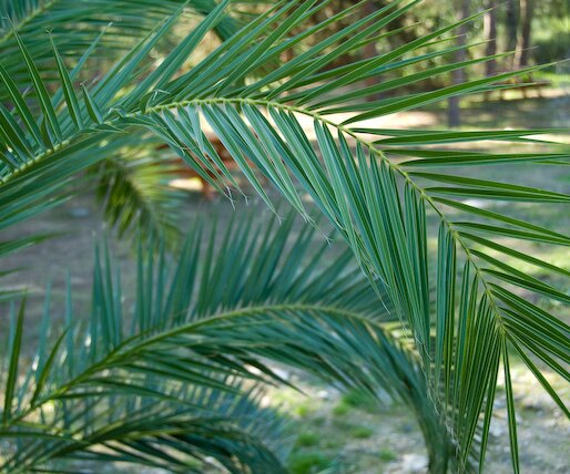 _DSC0055 Palm tree leaves.