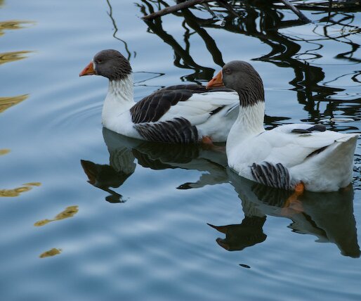 _DSC0056 Ducks.
