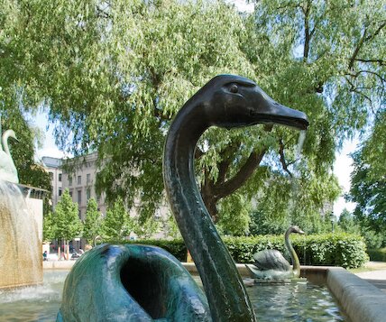 _DSC0044 Swans in Kungsträdgården in central Stockholm.