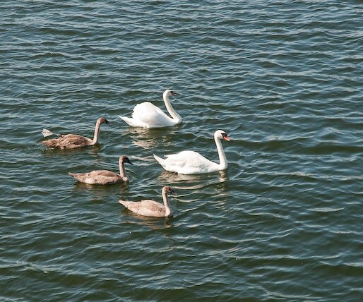 _DSC0006 Swans.