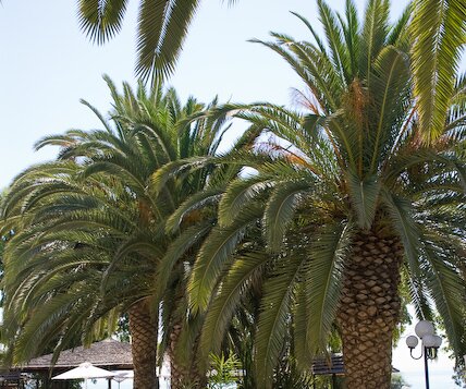 _DSC0001 Palms at Apollonia Beach Hotel.