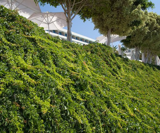 _DSC0012 Plants at Apollonia Beach Hotel.