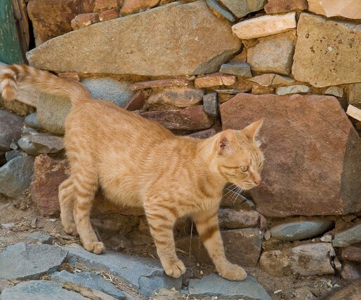 _DSC0037 Cat in the village.