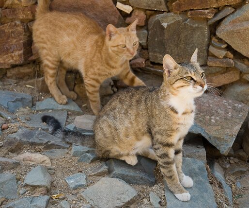 _DSC0038 Cats.