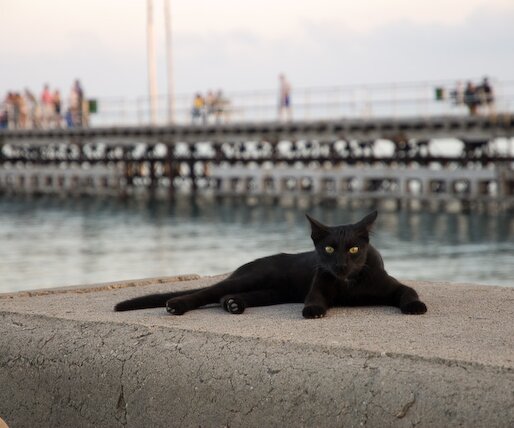 _DSC0068 Cat. The pier in the background.