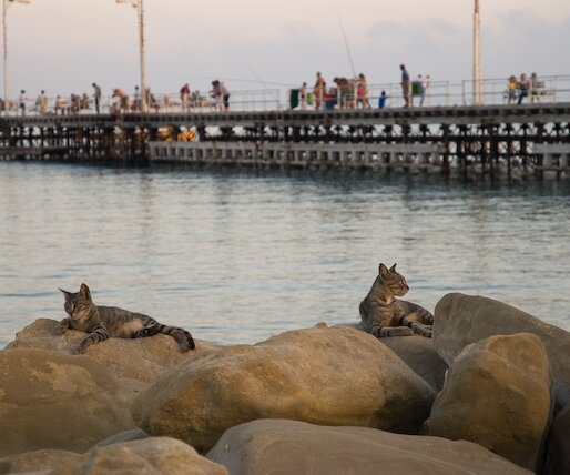 _DSC0069 Cats by the seaside promenade, the pier in the background.