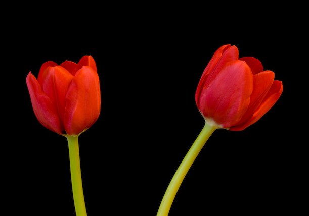 Tulips Tulips.