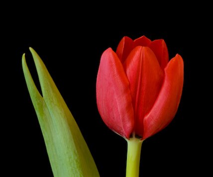 _DSC0005 Tulip.
