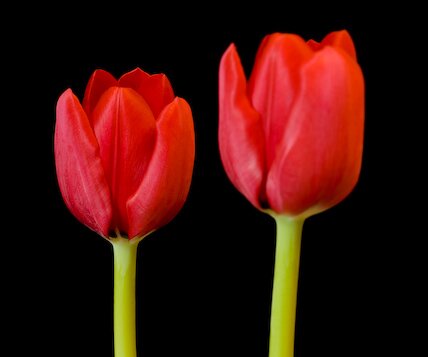 _DSC0007 Tulips.