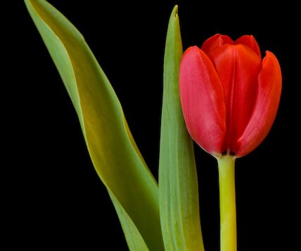 _DSC0010 Tulip.