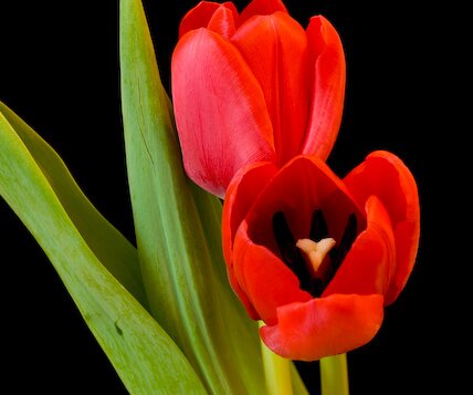 _DSC0011 Tulips.
