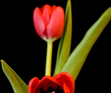 _DSC0013 Tulips.