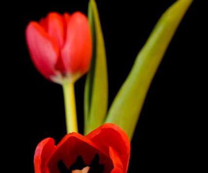 _DSC0014 Tulips.
