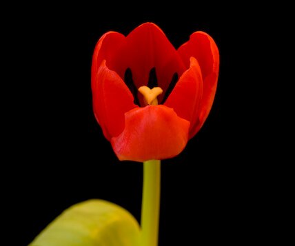 _DSC0019 Tulip.