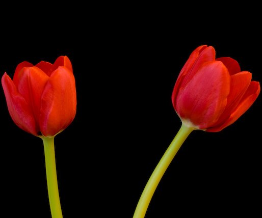_DSC0024 Tulips.