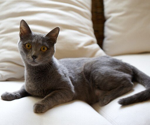 _DSC0022 Sotis.