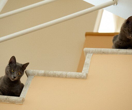 _DSC0033 Cats at Nicos and Mina's house.
