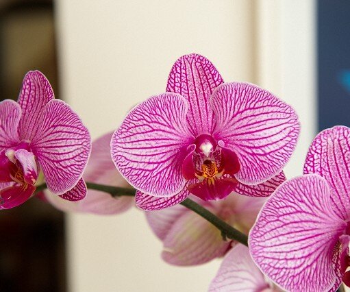 _DSC0039 Flower.