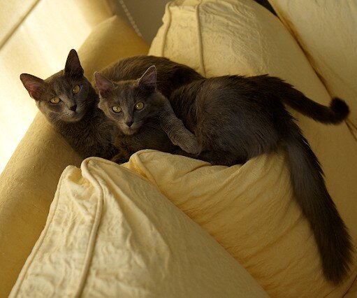 _DSC0097 Cats.