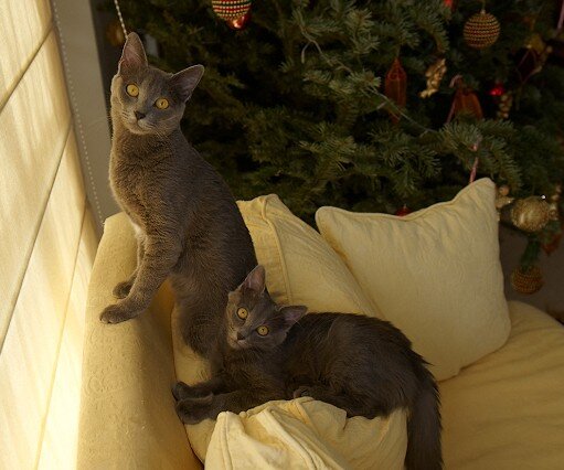 _DSC0098 Cats.