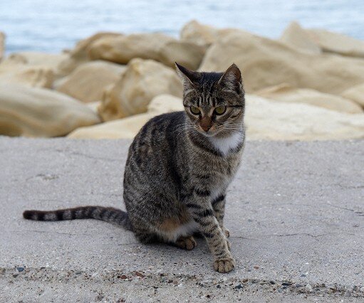 _DSC0005 Cat at the seaside promenade.